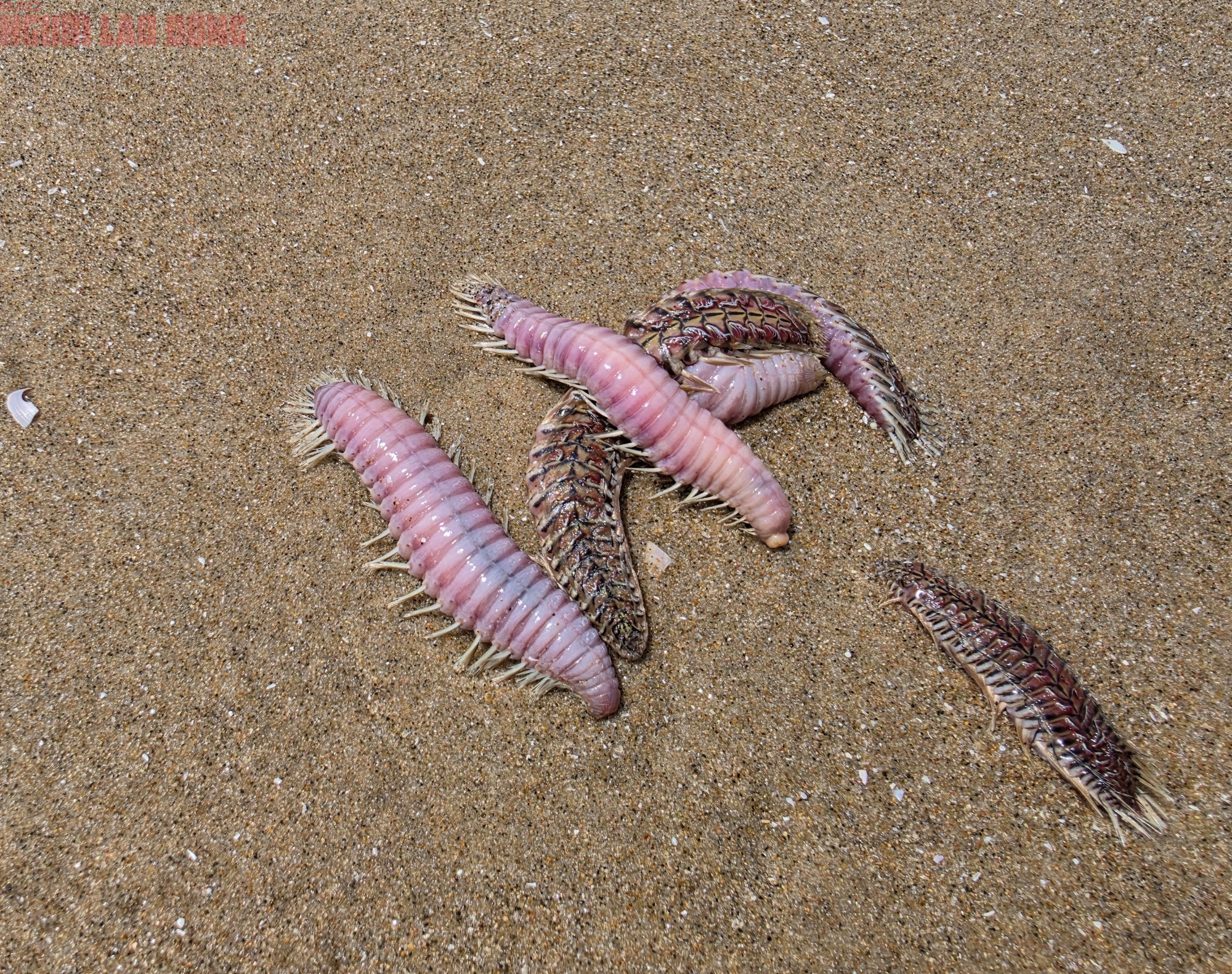 Đi biển Vũng Tàu 2026: Lưu ý an toàn khi gặp sứa và sâu biển - Ảnh 2.