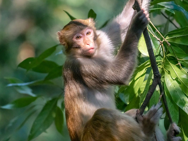 Chuy&ecirc;n gia tiết lộ: 4 con gi&aacute;p c&oacute; t&iacute;n hiệu tăng thu nhập, đủ khả năng t&iacute;ch lũy 300 triệu trong thời gian tới - Ảnh 1.