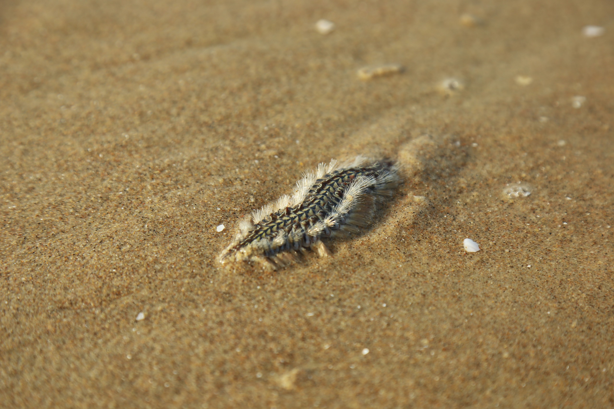 Đi biển Vũng Tàu 2026: Lưu ý an toàn khi gặp sứa và sâu biển - Ảnh 4.