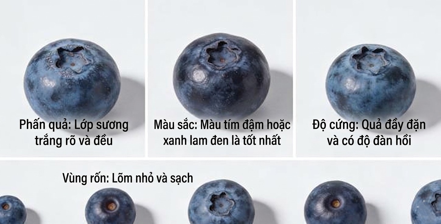 Đừng chỉ chọn những quả việt quất to nhất! Một người n&ocirc;ng d&acirc;n trồng c&acirc;y ăn quả gi&agrave;u kinh nghiệm cho bạn biết: k&iacute;ch thước kh&ocirc;ng quan trọng, chỉ cần ghi nhớ những điểm n&agrave;y - Ảnh 3.