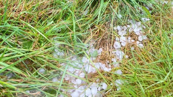 Mưa đ&aacute; t&agrave;n ph&aacute; d&acirc;u t&acirc;y v&agrave; c&agrave; ph&ecirc; tại x&atilde; Tu Mơ R&ocirc;ng Quảng Ng&atilde;i năm 2026 - Ảnh 1.