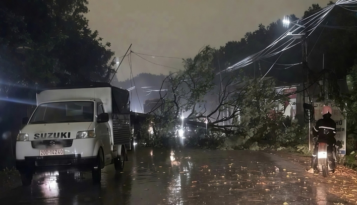 Th&aacute;i Nguy&ecirc;n: C&acirc;y bật gốc trong mưa lớn khiến người phụ nữ b&aacute;n x&ocirc;i tử vong - Ảnh 1.