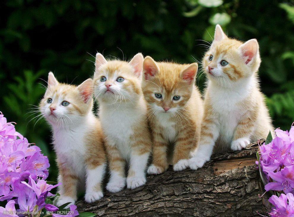 Từ th&aacute;ng 5 đến th&aacute;ng 7/2026: 3 con gi&aacute;p c&oacute; t&iacute;n hiệu t&agrave;i lộc t&iacute;ch cực, cơ hội tăng thu nhập r&otilde; rệt - Ảnh 3.