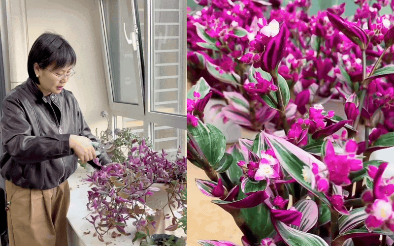 Đừng bỏ lỡ thài lài cẩm thạch nếu bạn muốn một góc ban công bừng sáng mà không tốn công chăm - Ảnh 1.