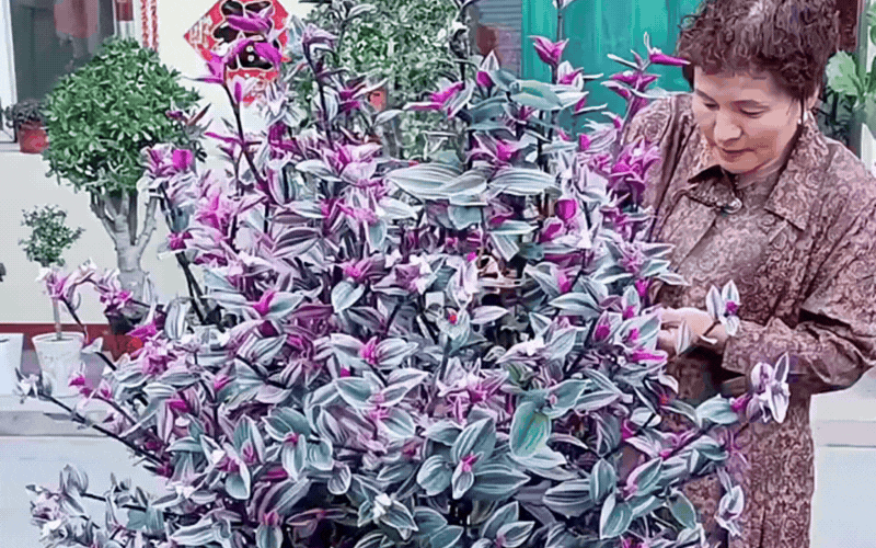 Đừng bỏ lỡ thài lài cẩm thạch nếu bạn muốn một góc ban công bừng sáng mà không tốn công chăm - Ảnh 2.