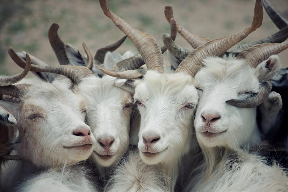 14 ng&agrave;y tới: 4 con gi&aacute;p c&oacute; t&iacute;n hiệu tăng thu nhập, cơ hội cải thiện t&agrave;i ch&iacute;nh r&otilde; rệt - Ảnh 2.