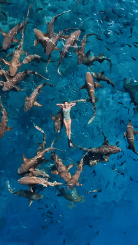 &Aacute;nh Vi&ecirc;n bơi c&ugrave;ng c&aacute; mập tại Maldives: Huyền thọai bơi lội Việt Nam tỏa s&aacute;ng năm 2026 - Ảnh 3.