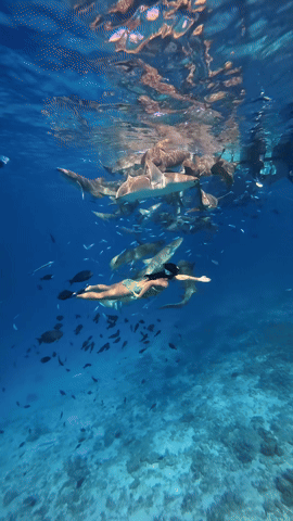 &Aacute;nh Vi&ecirc;n bơi c&ugrave;ng c&aacute; mập tại Maldives: Huyền thọai bơi lội Việt Nam tỏa s&aacute;ng năm 2026 - Ảnh 2.