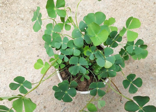 Lo&agrave;i rau mọc dại c&oacute; t&ecirc;n rất lạ, nay 