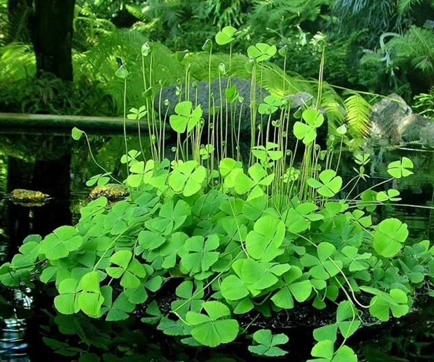 Lo&agrave;i rau mọc dại c&oacute; t&ecirc;n rất lạ, nay 