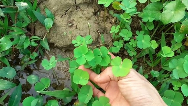 Lo&agrave;i rau mọc dại c&oacute; t&ecirc;n rất lạ, nay 