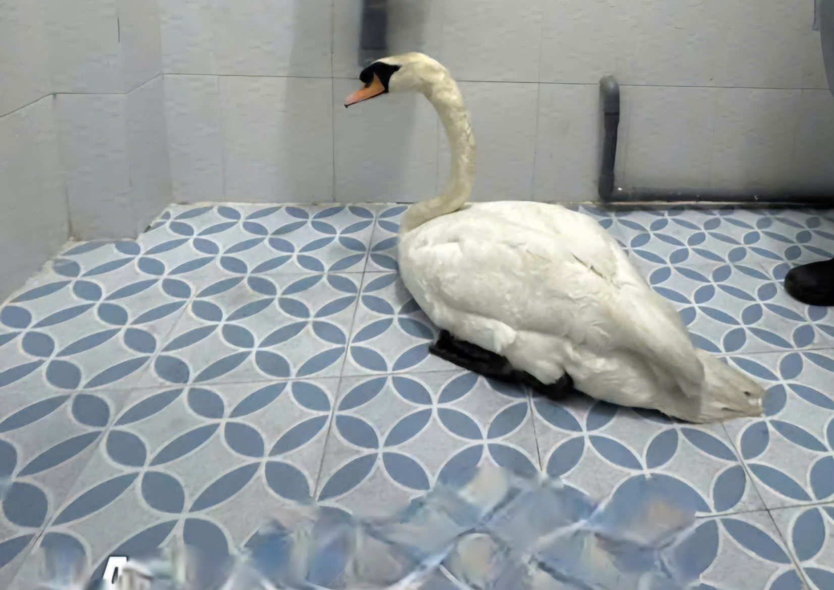 Khởi tố Nguyễn Cao Phương về tội trộm thi&ecirc;n nga trắng tại Thảo Cầm Vi&ecirc;n - Ảnh 1.