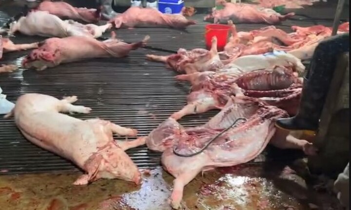 C&ocirc;ng an H&agrave; Nội điều tra 300 tấn lợn bệnh trong bếp ăn tập thể - Ảnh 1.