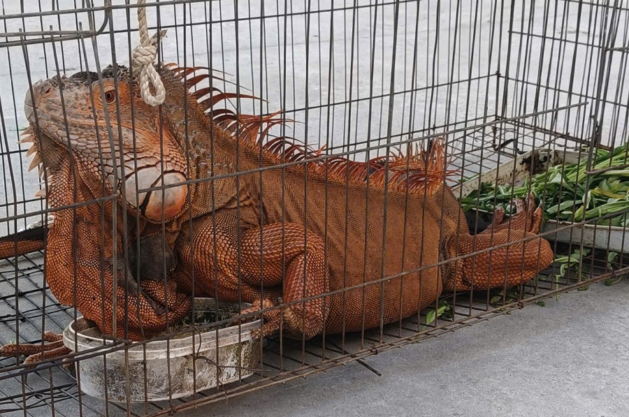 Tiếp nhận rồng Nam Mỹ do người d&acirc;n giao nộp - Ảnh 1.