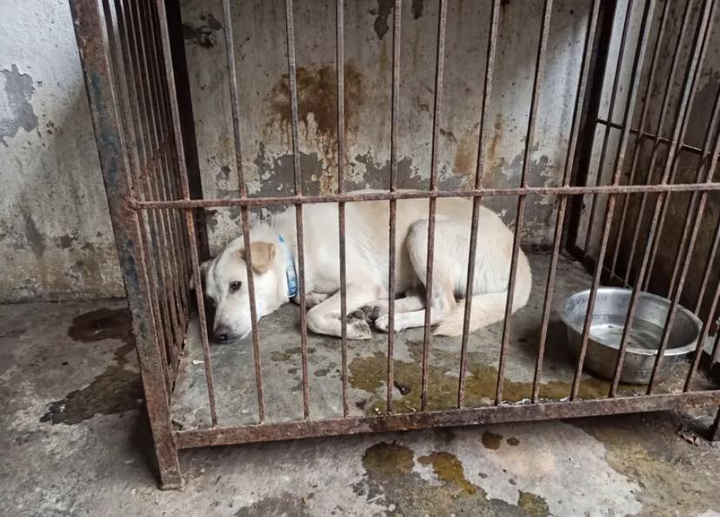 D&acirc;n mạng cảnh b&aacute;o kẻ xấu lừa đảo bằng AI chiếm đoạt tiền chuộc th&uacute; cưng lạc - Ảnh 4.