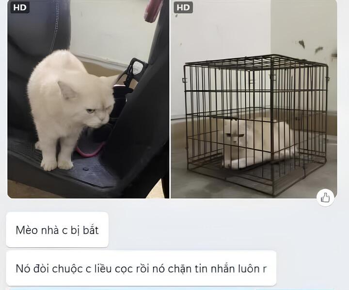 D&acirc;n mạng cảnh b&aacute;o kẻ xấu lừa đảo bằng AI chiếm đoạt tiền chuộc th&uacute; cưng lạc - Ảnh 1.