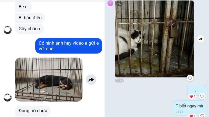 D&acirc;n mạng cảnh b&aacute;o kẻ xấu lừa đảo bằng AI chiếm đoạt tiền chuộc th&uacute; cưng lạc - Ảnh 2.