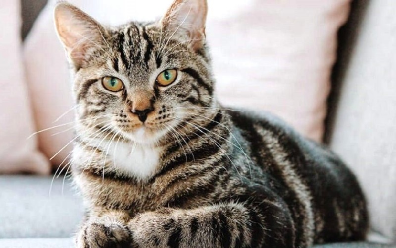 Th&aacute;ng 5: 4 con gi&aacute;p c&oacute; t&iacute;n hiệu t&agrave;i lộc vượng, thu nhập ch&iacute;nh v&agrave; phụ đều c&oacute; cơ hội khởi sắc - Ảnh 4.