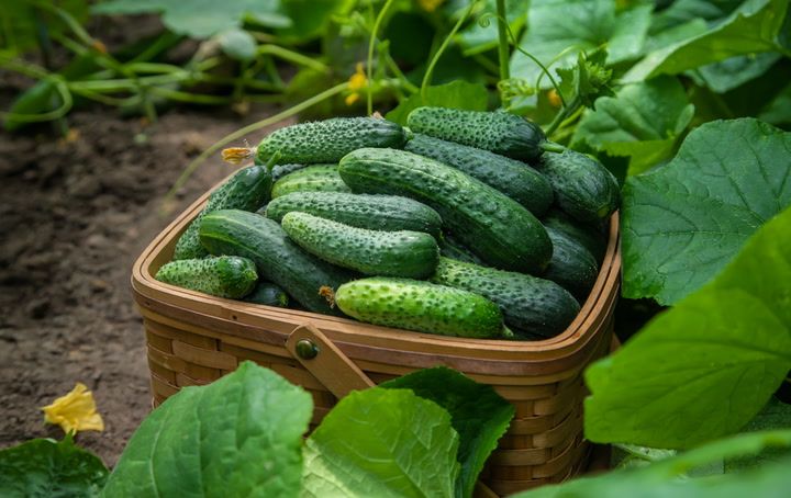 Muốn ăn no mà không lo tăng cân? 3 loại rau ít calo này đang được nhắc đến nhiều - Ảnh 1.