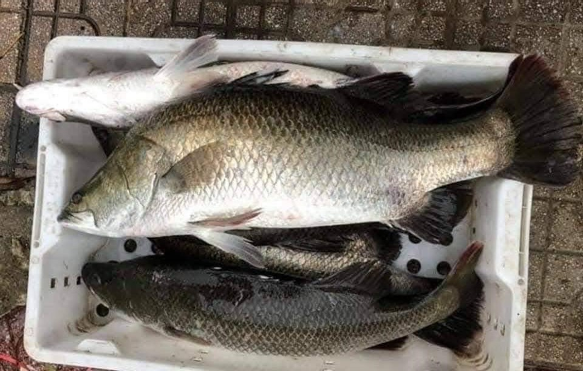 Loại c&aacute; được khen 