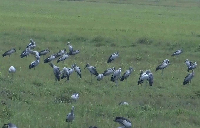 Đ&agrave;n chim c&ograve; nhạn q&uacute;y hiếm bất ngờ xuất hiện tại H&agrave; Tĩnh năm 2026 - Ảnh 2.