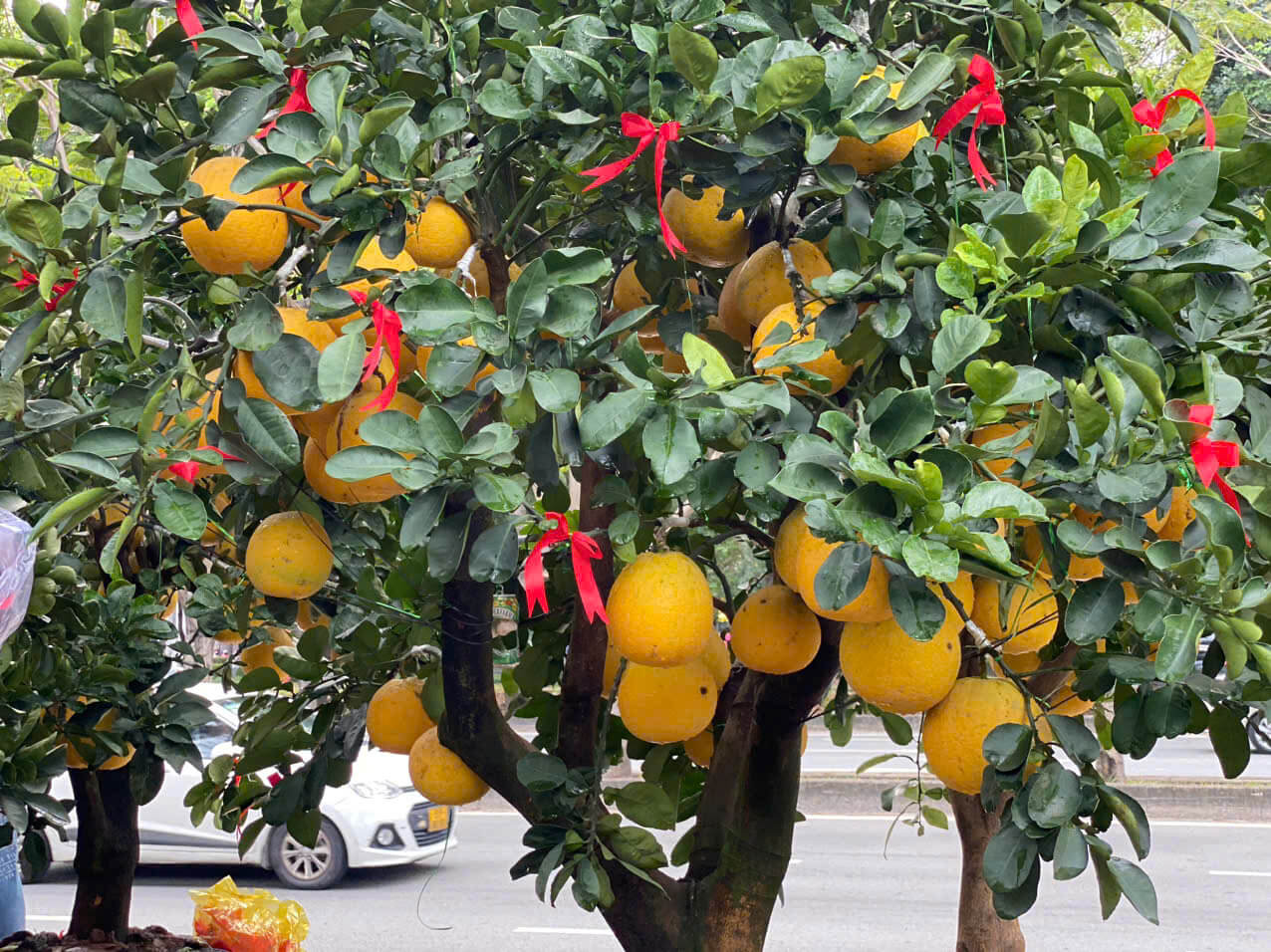 4 loại c&acirc;y n&ecirc;n trồng trước cửa nh&agrave;: Vừa &lsquo;trấn trạch&rsquo;, vừa &lsquo;h&uacute;t&rsquo; t&agrave;i lộc - Ảnh 4.