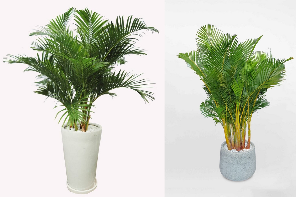 4 loại c&acirc;y n&ecirc;n trồng trước cửa nh&agrave;: Vừa &lsquo;trấn trạch&rsquo;, vừa &lsquo;h&uacute;t&rsquo; t&agrave;i lộc - Ảnh 3.