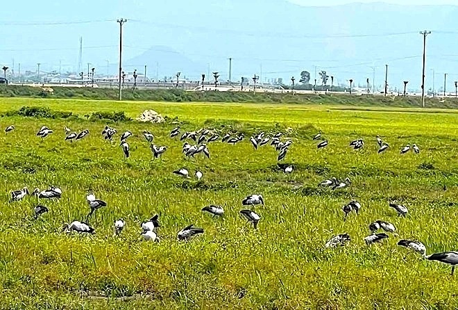 Đ&agrave;n chim c&ograve; nhạn q&uacute;y hiếm bất ngờ xuất hiện tại H&agrave; Tĩnh năm 2026 - Ảnh 1.