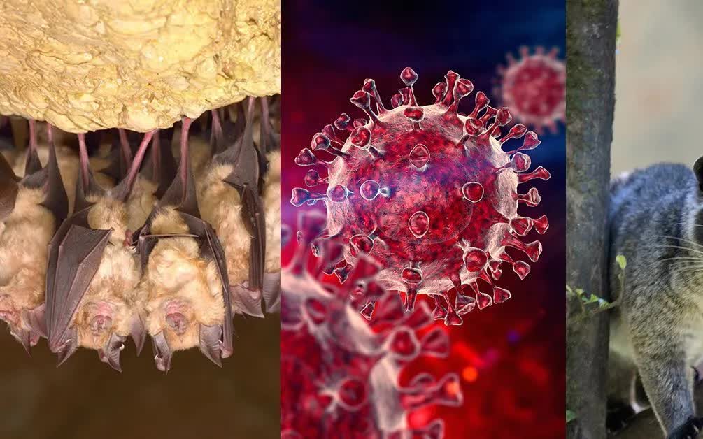 covid-origins-composite-image-051125-47466531941853900011232-96511606453789833780031-1776942806024-1776942806388618951532.jpg