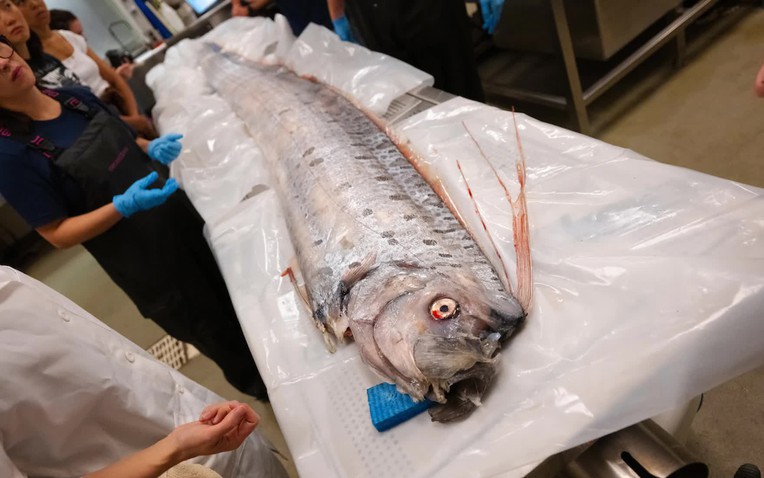 Kh&aacute;m nghiệm x&aacute;c rồng biển khổng lồ hiếm gặp tại California năm 2024 - Ảnh 1.