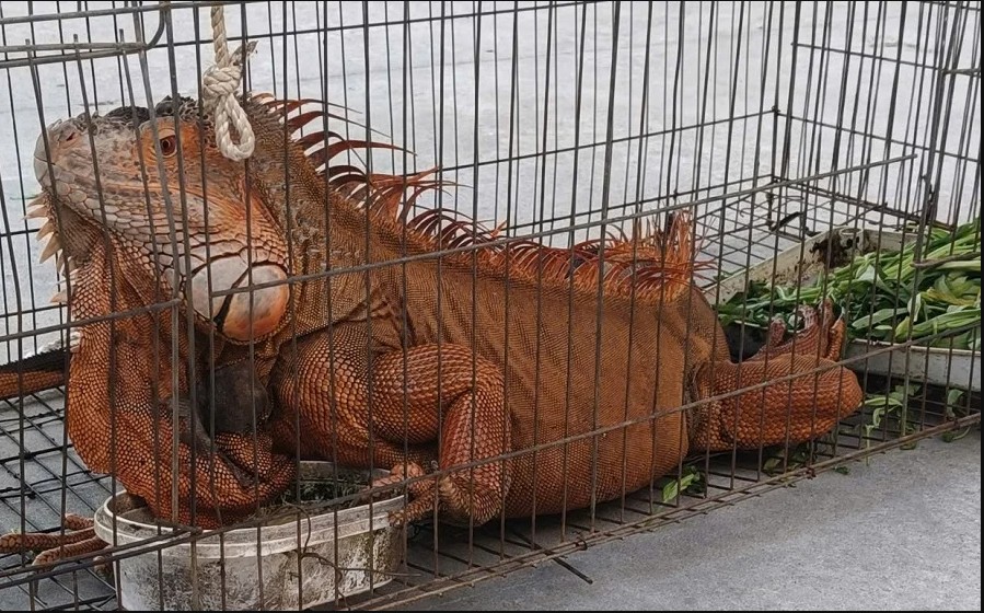 Người d&acirc;n L&acirc;m Đồng giao nộp rồng Nam Mỹ: Sinh vật kỳ qu&aacute;i chỉ ăn rau - Ảnh 1.