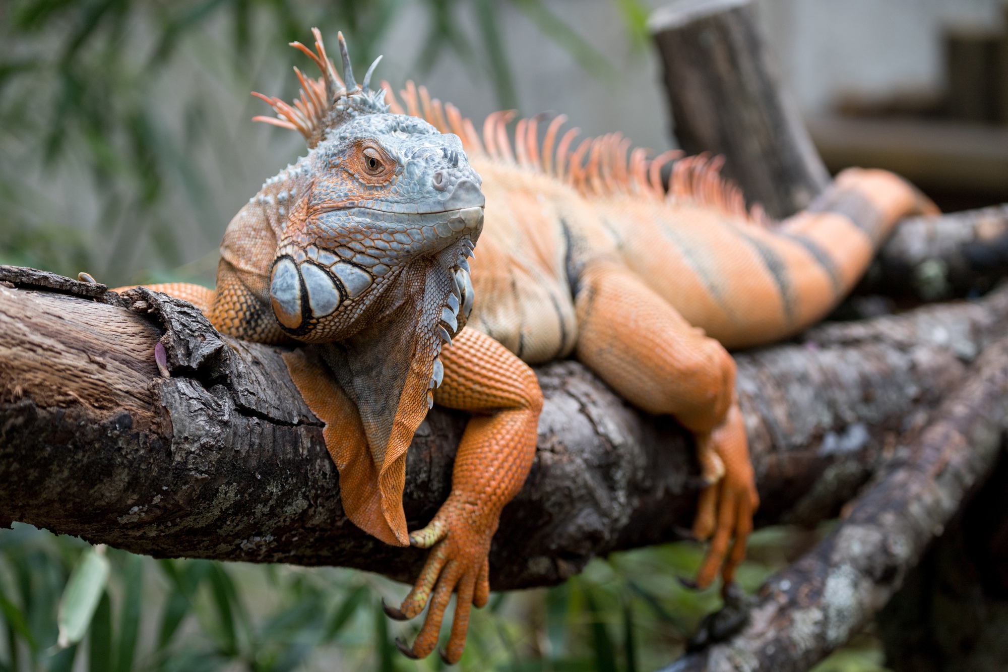 Người d&acirc;n L&acirc;m Đồng giao nộp rồng Nam Mỹ: Sinh vật kỳ qu&aacute;i chỉ ăn rau - Ảnh 3.