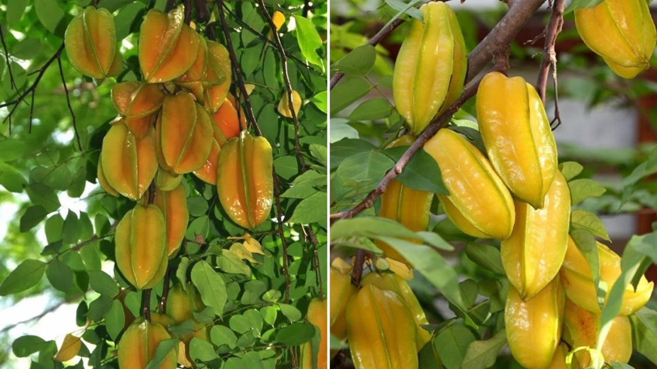 4 loại c&acirc;y n&ecirc;n trồng trước cửa nh&agrave;: Vừa &lsquo;trấn trạch&rsquo;, vừa &lsquo;h&uacute;t&rsquo; t&agrave;i lộc - Ảnh 2.