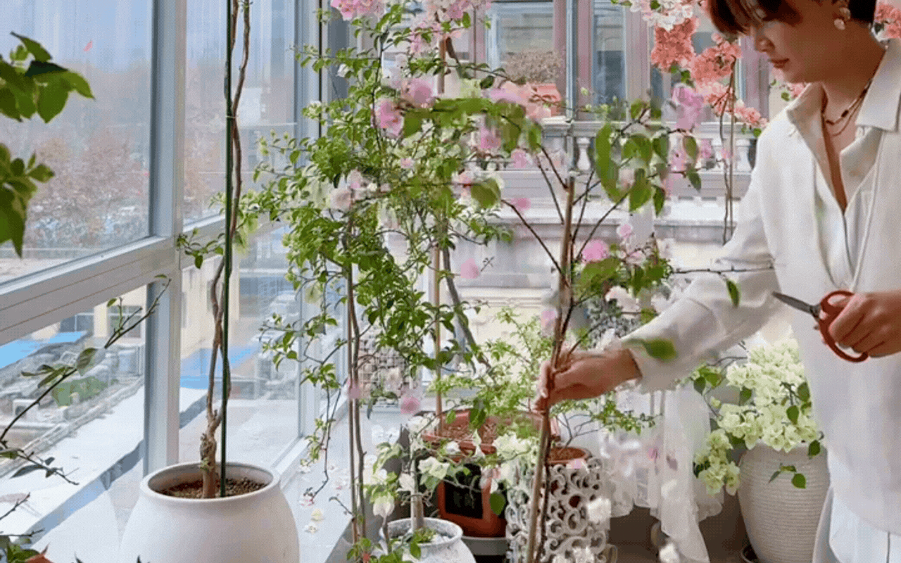 Cắt tỉa c&agrave;ng 