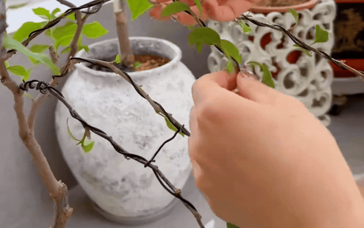 Cắt tỉa c&agrave;ng 