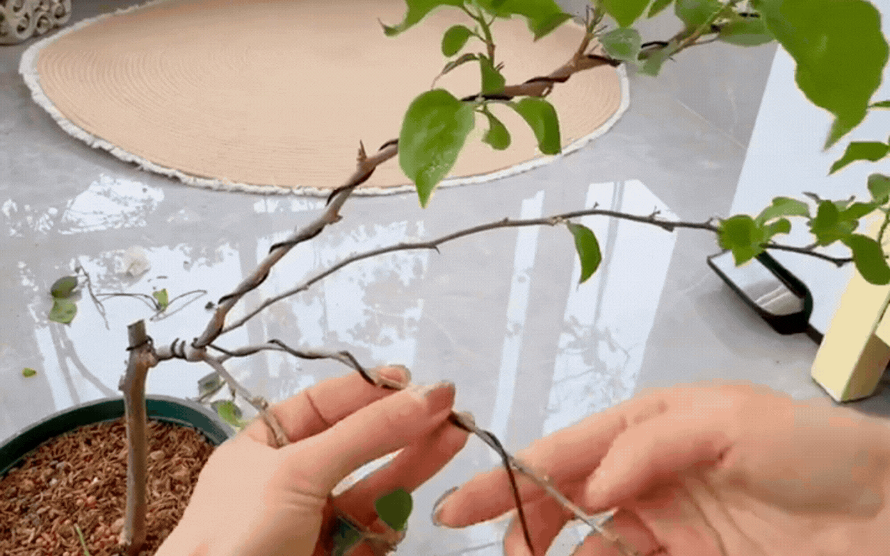 Cắt tỉa c&agrave;ng 