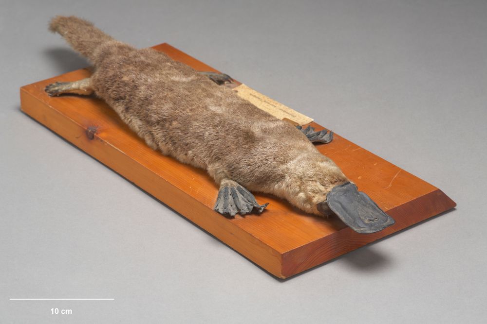 Th&uacute; mỏ vịt: L&ograve;ai vật kỳ quặc nhất thế giới năm 2026 - Ảnh 1.