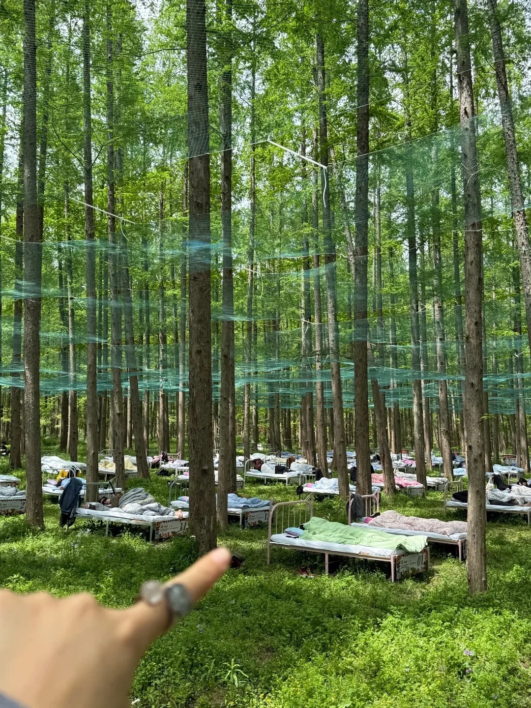 Cuộc thi ngủ trong rừng 2026: Trải nghiệm độc đ&aacute;o v&agrave; giải thưởng hấp dẫn cho thần ngủ - Ảnh 1.