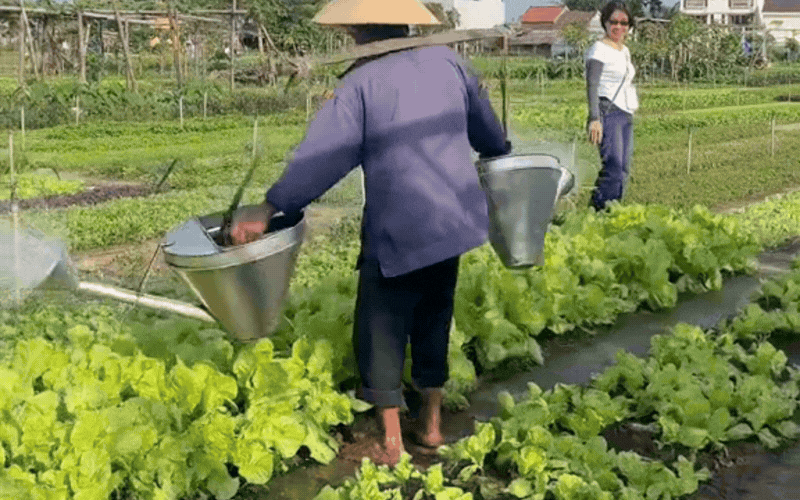 Ng&ocirc;i l&agrave;ng Tr&agrave; Quế ở Hội An: L&agrave;ng Du lịch tốt nhất thế giới 2026 - Ảnh 6.