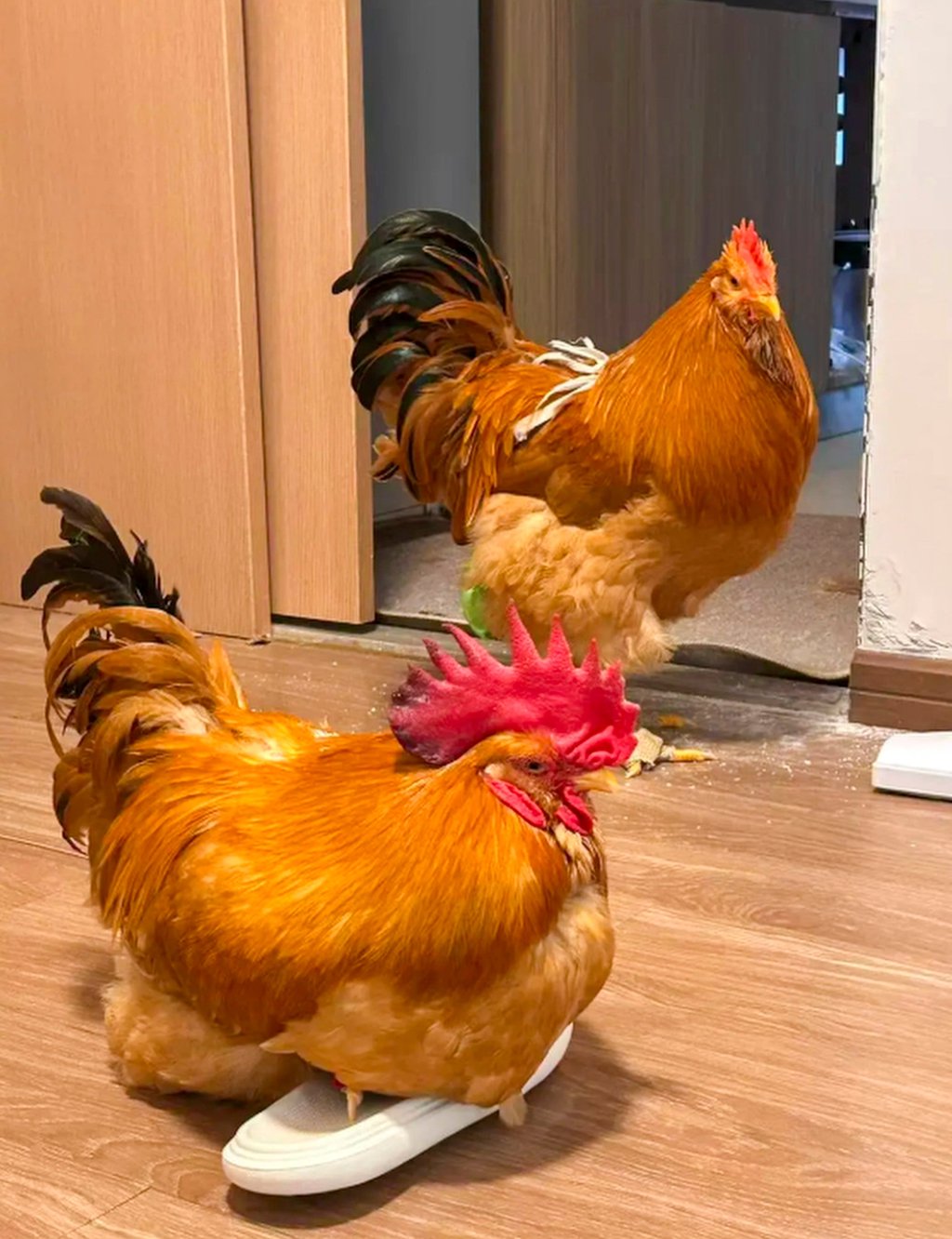 C&ocirc; g&aacute;i nu&ocirc;i g&agrave; cưng như th&uacute; cưng: Chi ph&iacute; chỉ 100 ngh&igrave;n / th&aacute;ng g&acirc;y sốt mạng x&atilde; hội - Ảnh 4.