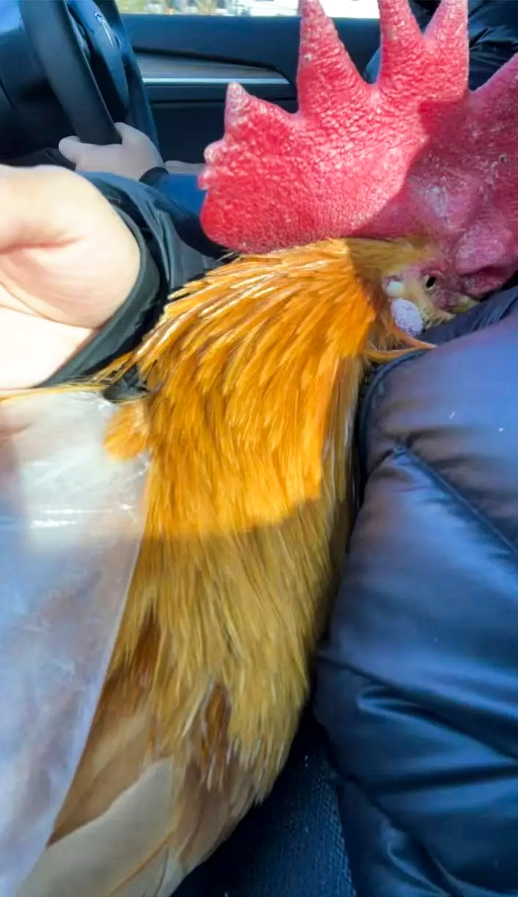 C&ocirc; g&aacute;i nu&ocirc;i g&agrave; cưng như th&uacute; cưng: Chi ph&iacute; chỉ 100 ngh&igrave;n / th&aacute;ng g&acirc;y sốt mạng x&atilde; hội - Ảnh 5.