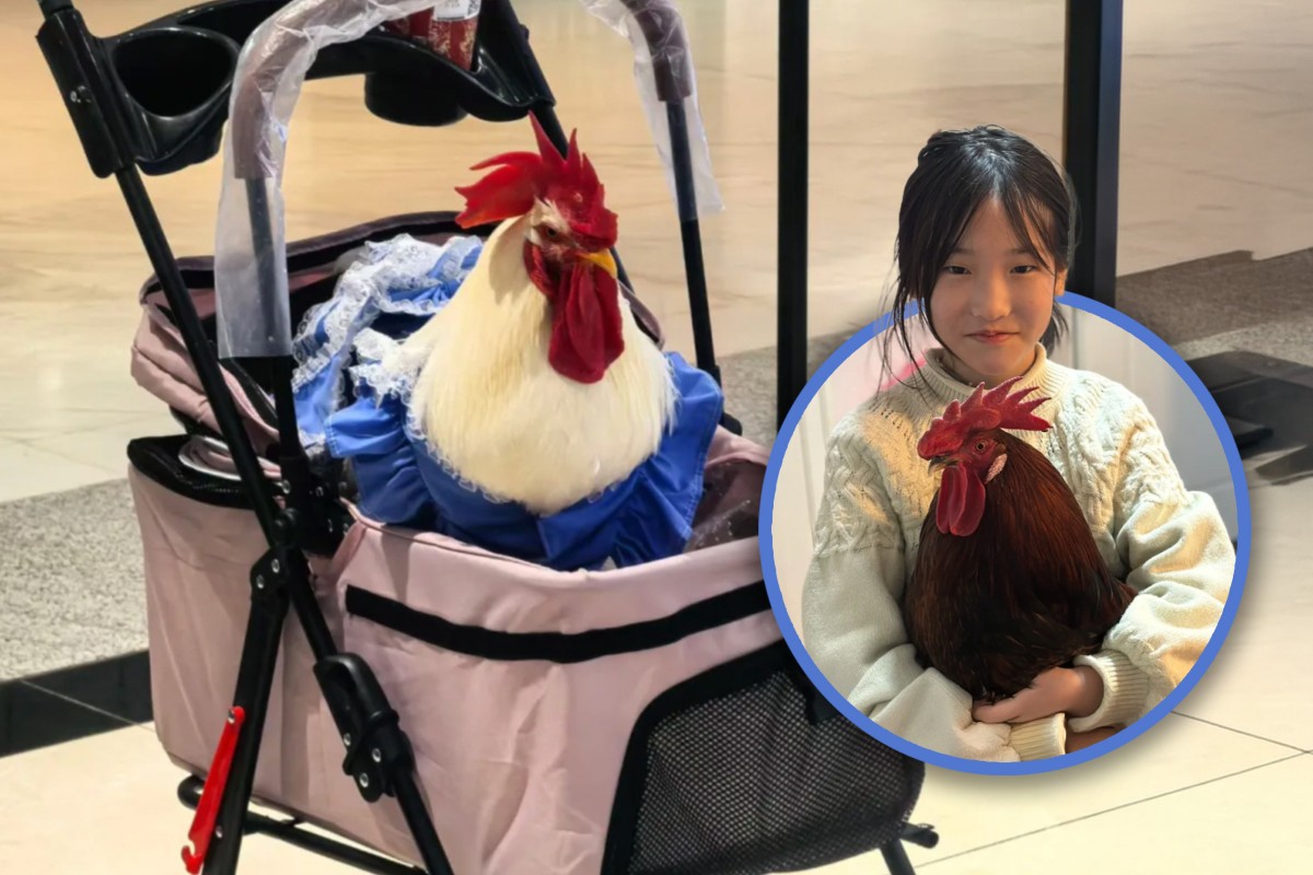 C&ocirc; g&aacute;i nu&ocirc;i g&agrave; cưng như th&uacute; cưng: Chi ph&iacute; chỉ 100 ngh&igrave;n / th&aacute;ng g&acirc;y sốt mạng x&atilde; hội - Ảnh 1.