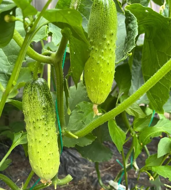 Tr&aacute;nh 4 lỗi n&agrave;y khi chọn dưa chuột th&igrave; những người b&aacute;n rau phải gọi bạn l&agrave; chuy&ecirc;n gia - Ảnh 4.