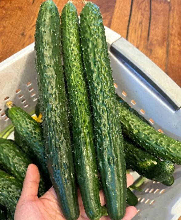 Tr&aacute;nh 4 lỗi n&agrave;y khi chọn dưa chuột th&igrave; những người b&aacute;n rau phải gọi bạn l&agrave; chuy&ecirc;n gia - Ảnh 3.