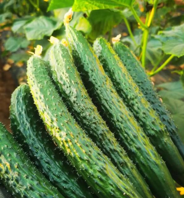 Tr&aacute;nh 4 lỗi n&agrave;y khi chọn dưa chuột th&igrave; những người b&aacute;n rau phải gọi bạn l&agrave; chuy&ecirc;n gia - Ảnh 1.