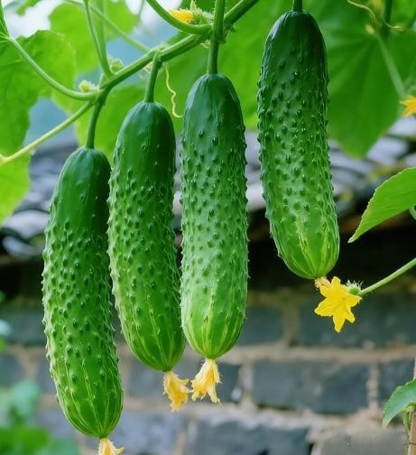 Tr&aacute;nh 4 lỗi n&agrave;y khi chọn dưa chuột th&igrave; những người b&aacute;n rau phải gọi bạn l&agrave; chuy&ecirc;n gia - Ảnh 7.