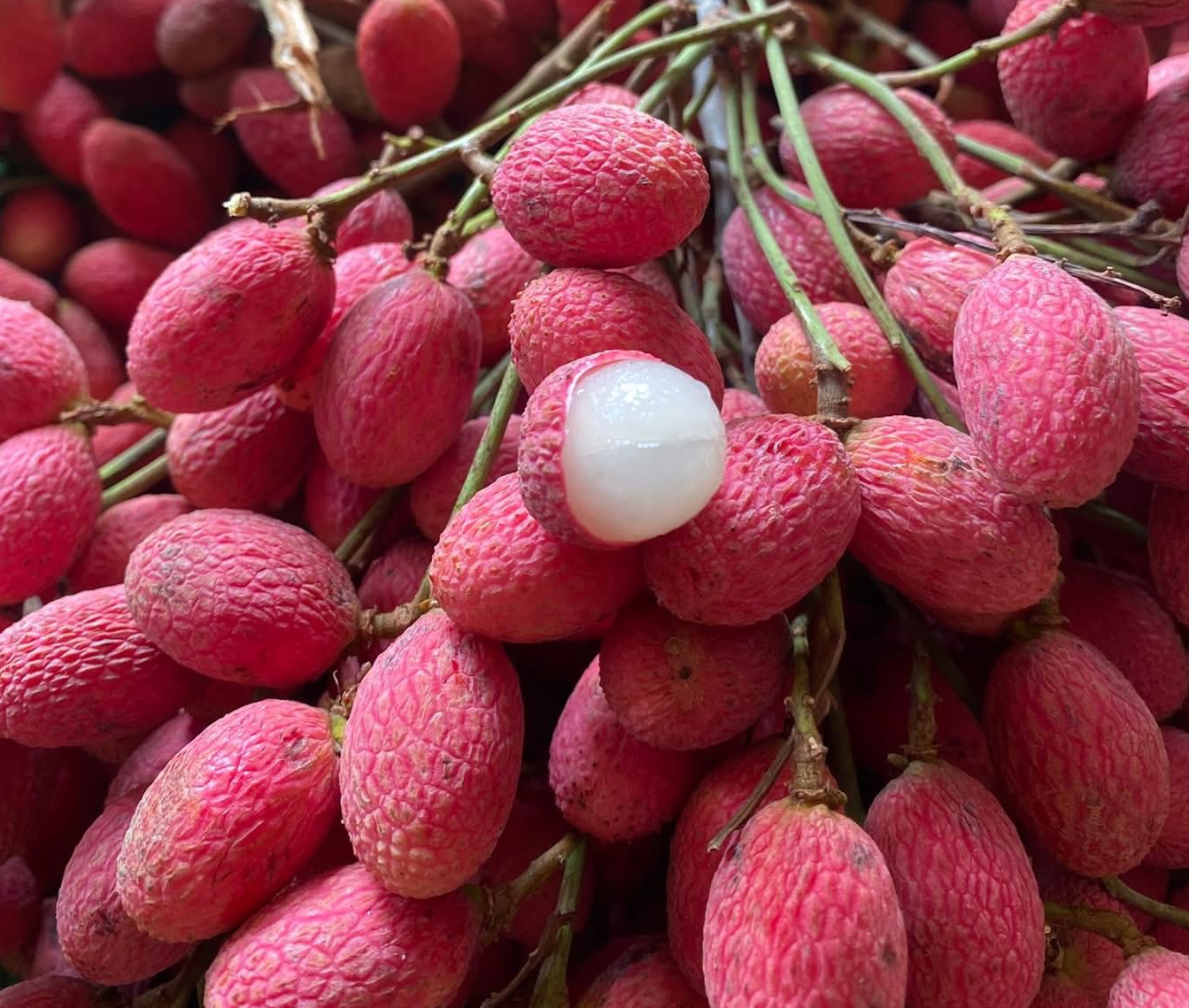 Thứ quả ch&iacute;n đỏ rừng trở th&agrave;nh đặc sản &lsquo; nh&agrave; gi&agrave;u &rsquo; năm 2026 với gi&aacute; 125 . 000 Đồng / kg - Ảnh 2.