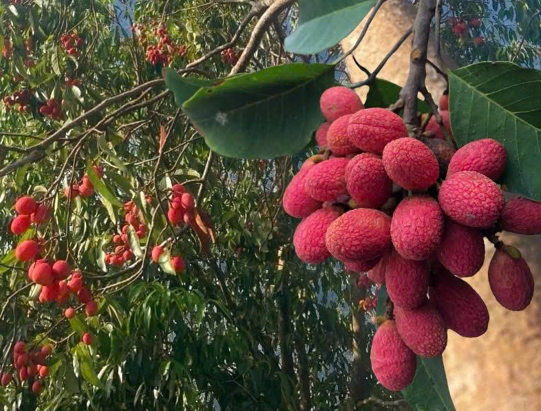 Thứ quả ch&iacute;n đỏ rừng trở th&agrave;nh đặc sản &lsquo; nh&agrave; gi&agrave;u &rsquo; năm 2026 với gi&aacute; 125 . 000 Đồng / kg - Ảnh 1.