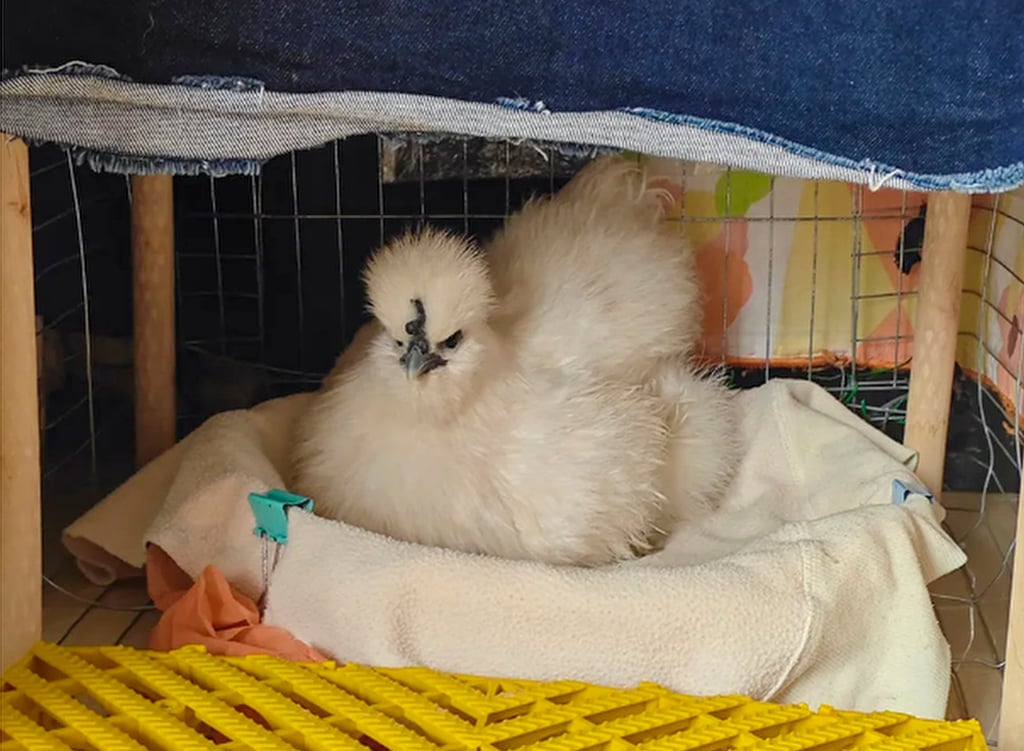 C&ocirc; g&aacute;i nu&ocirc;i g&agrave; cưng như th&uacute; cưng: Chi ph&iacute; chỉ 100 ngh&igrave;n / th&aacute;ng g&acirc;y sốt mạng x&atilde; hội - Ảnh 3.