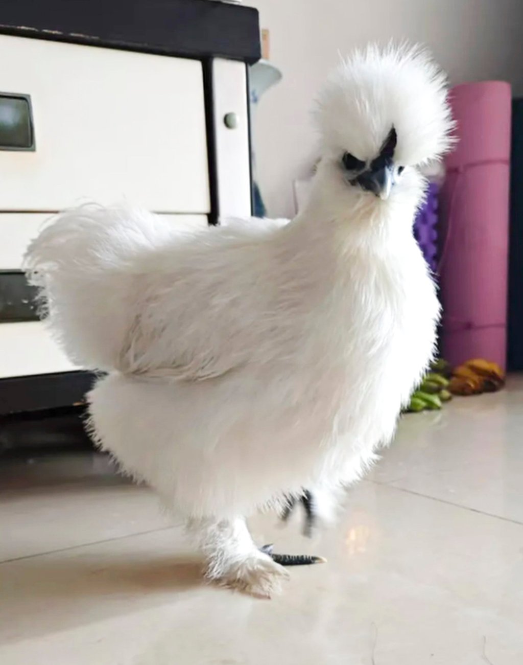 C&ocirc; g&aacute;i nu&ocirc;i g&agrave; cưng như th&uacute; cưng: Chi ph&iacute; chỉ 100 ngh&igrave;n / th&aacute;ng g&acirc;y sốt mạng x&atilde; hội - Ảnh 2.